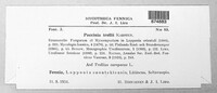 Puccinia trollii image